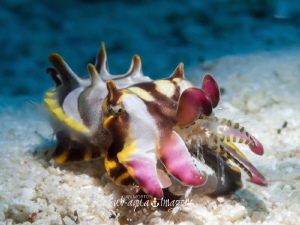 2cm Juvenile Flamboyant Cuttlefish with Shrimp for Lunch
 by Jan Morton 
